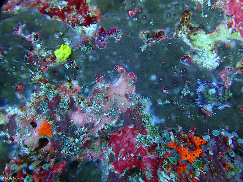 Reef GeM Lab 1