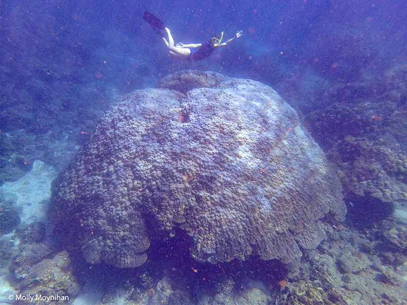 Reef GeM Lab 2