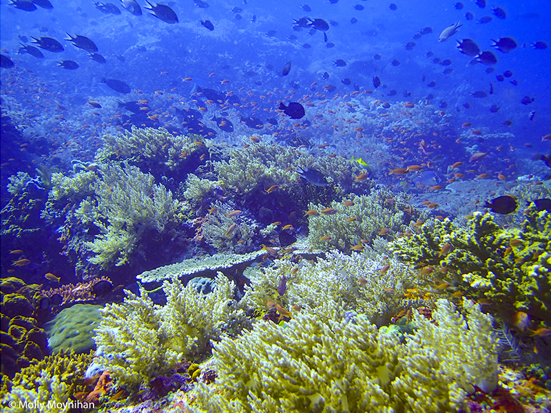 Reef GeM Lab 3