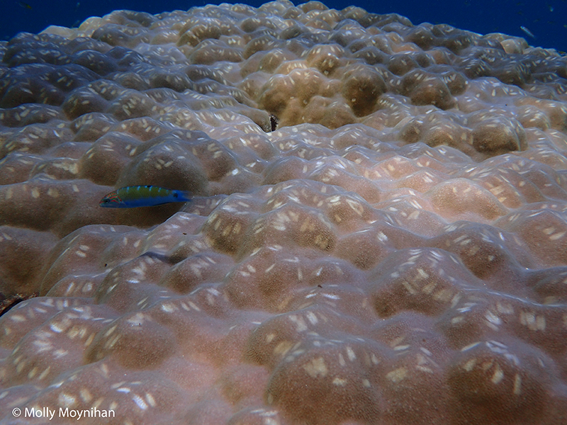 Reef GeM Lab 4