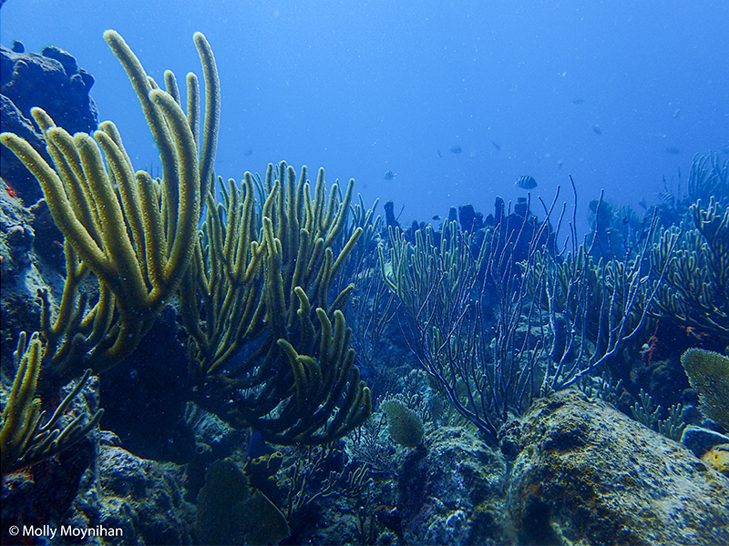 Reef GeM Lab 5