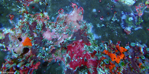 Reef GeM Lab
